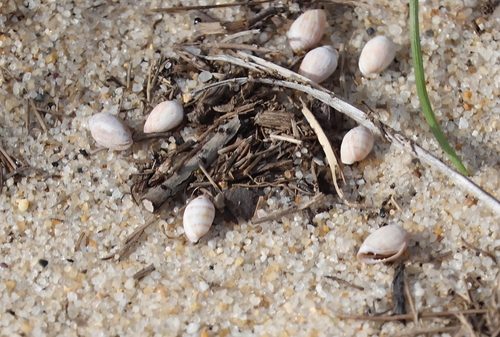 Melampus bidentatus observed 2026-09-19