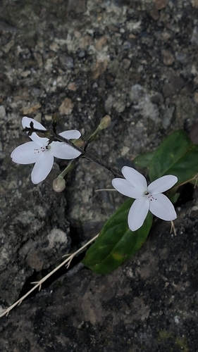 Pastel Flower