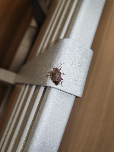 Brown Marmorated Stink Bug