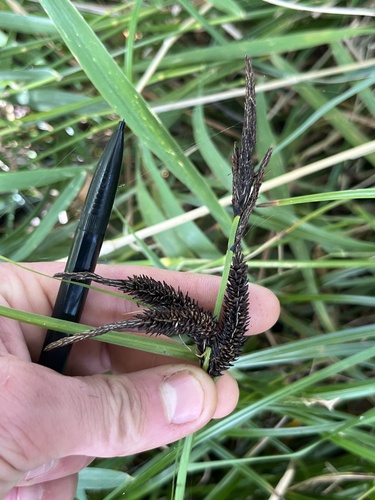 slough sedge