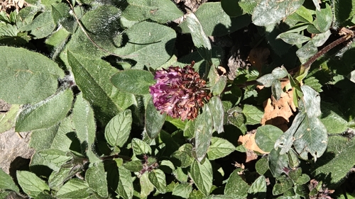 Red Clover