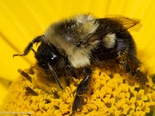 Common Eastern Bumble Bee