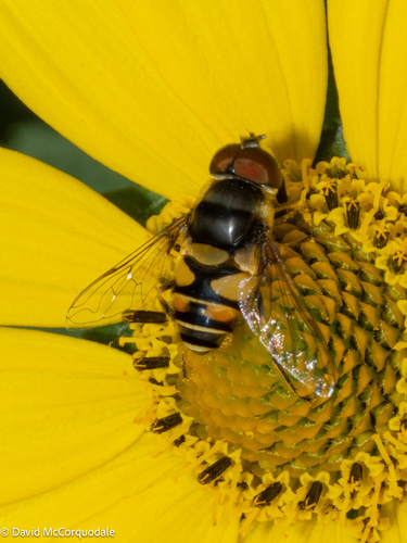 Transverse-banded Flower Fly