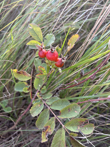 prairie rose