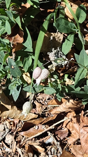 bladder campion