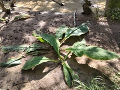 Lysichiton camtschatcensis
