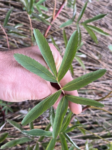 marsh cinquefoil