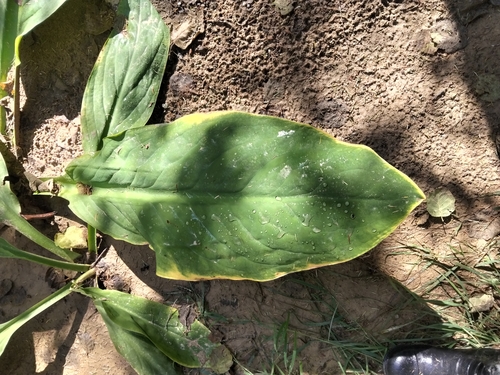 Lysichiton camtschatcensis, photograph 1