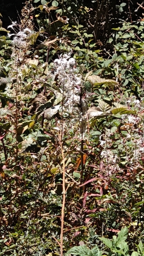 fireweed