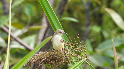 Plain Prinia