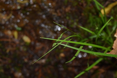 Carex debilis