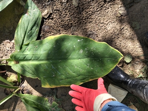 Lysichiton camtschatcensis, photograph 2