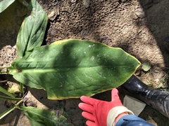 author not stated, no rights reserved Lysichiton camtschatcensis, photograph author not stated, no rights reserved