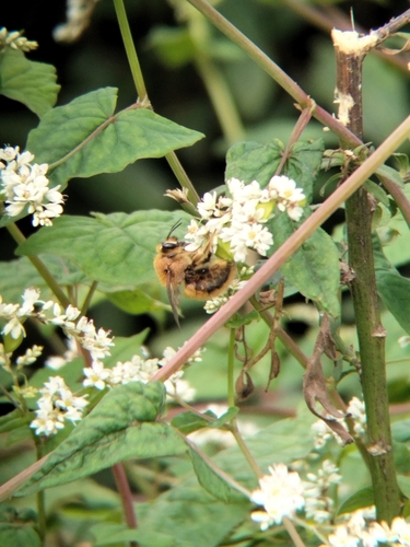 Red-legged Bumble-bee Carpenter