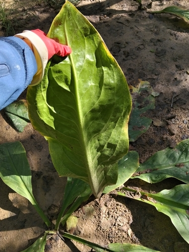 Lysichiton camtschatcensis, photograph 3
