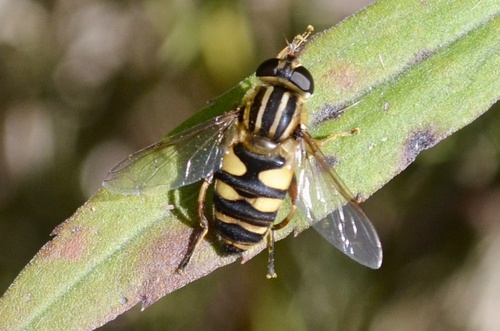 Narrow-headed Marsh Fly