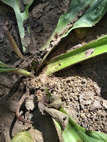 Lysichiton camtschatcensis, photograph 4