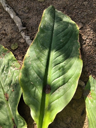 Lysichiton camtschatcensis, photograph 5