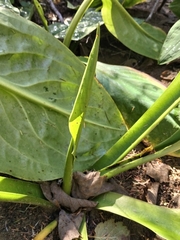 Lysichiton camtschatcensis, photograph author not stated, no rights reserved