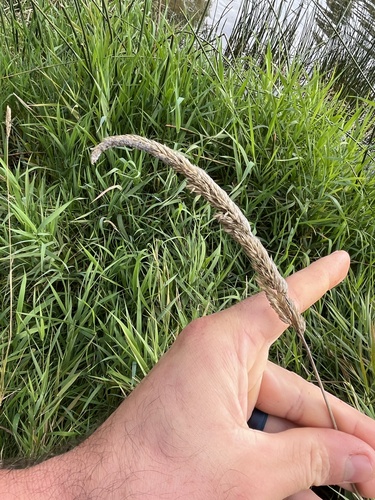reed canary grass