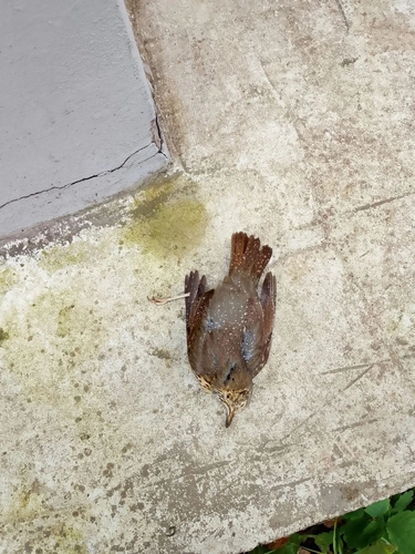 Song Thrush