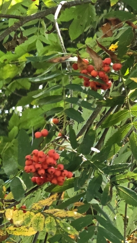 European mountain ash