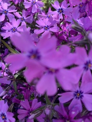 Phlox subulata