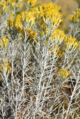 Rubber Rabbitbrush