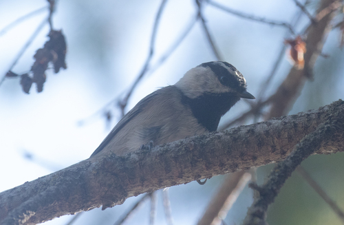 Mountain Chickadee