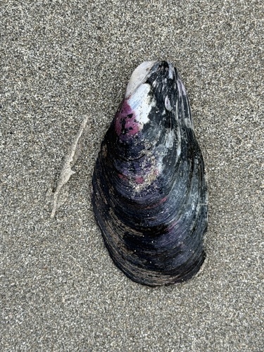 Modiolus areolatus, 2026-09-24