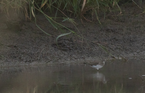 Solitary Sandpiper