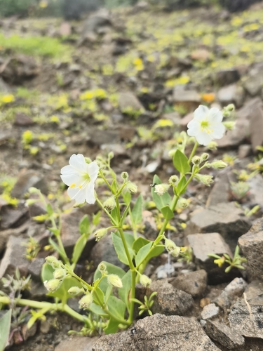 Mirabilis elegans (Mirabilis elegans)