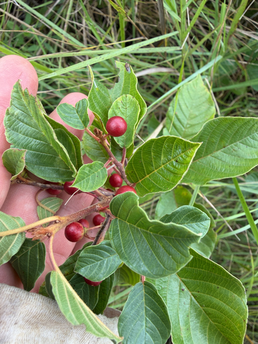 alder buckthorn