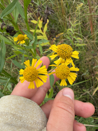 common sneezeweed