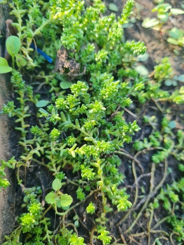 Biting Stonecrop