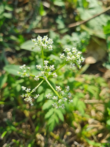 Cow Parsley