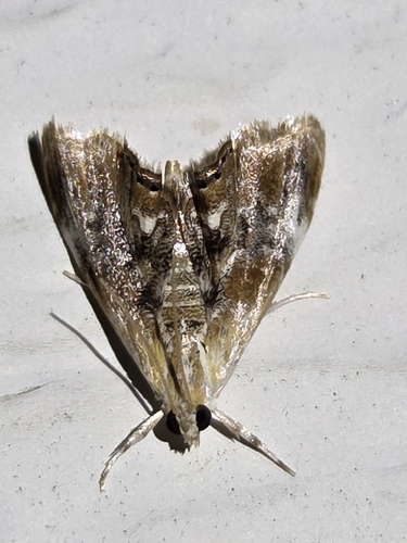 Julia's Dicymolomia Moth