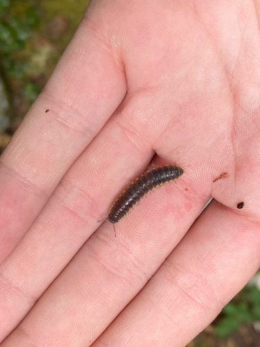 Yellow-spotted Millipede