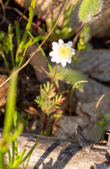 Cotula turbinata, photograph (c) Carmon, some rights reserved (CC BY-SA)
