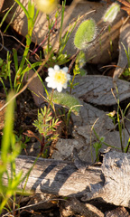 Cotula turbinata, photograph (c) Carmon, some rights reserved (CC BY-SA)