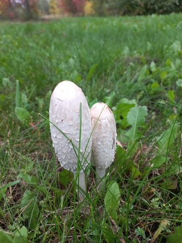 Shaggy Mane