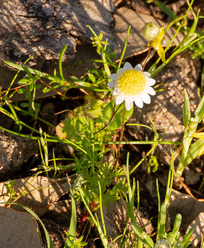 Cotula turbinata, photograph 3