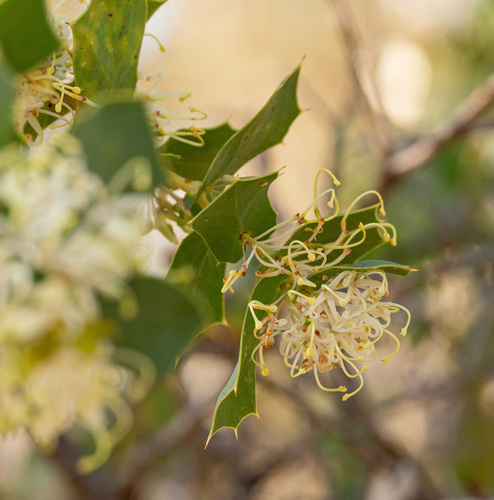 Hakea prostrata