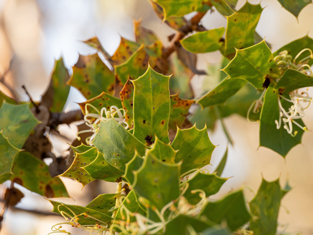 Hakea prostrata; photograph (c) Carmon, some rights reserved (CC BY-SA)