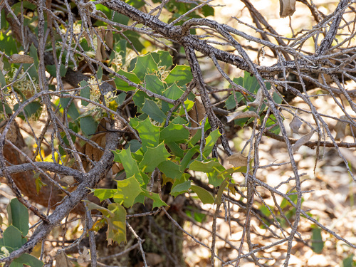 Hakea prostrata, photograph 2
