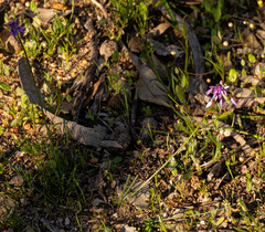 Sowerbaea laxiflora, photograph (c) Carmon, some rights reserved (CC BY-SA)
