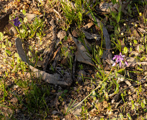 Sowerbaea laxiflora, photograph 3