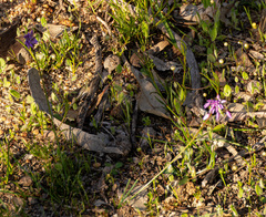 Sowerbaea laxiflora, photograph (c) Carmon, some rights reserved (CC BY-SA)