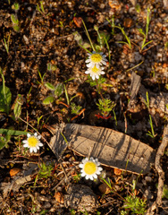 Cotula turbinata, photograph (c) Carmon, some rights reserved (CC BY-SA)