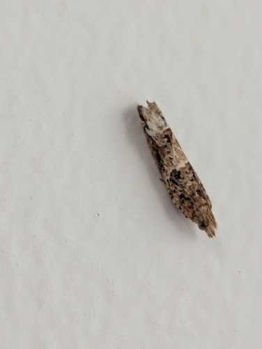 Cotton Tipworm Moth